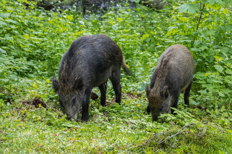 Wildschwein Räuchern: Die ultimative Anleitung